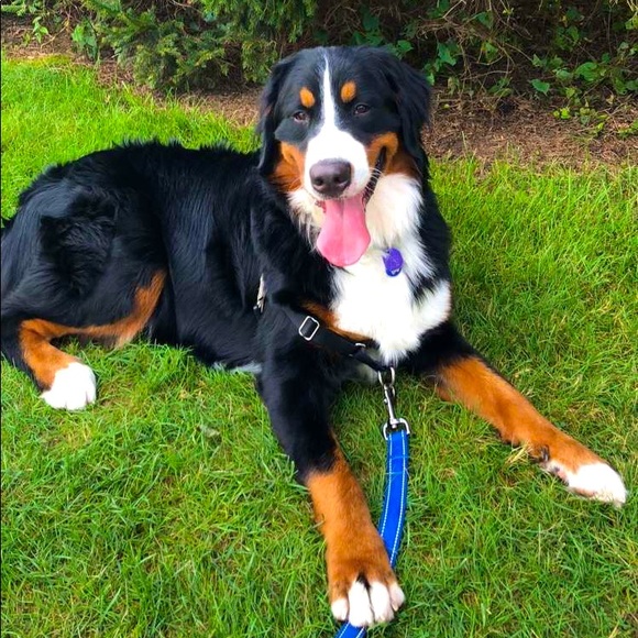 Meet your Posher, Justin - Picture 1 of 1